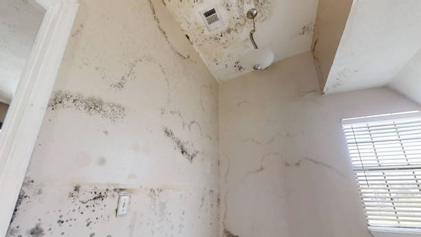 Best Biohazard Mold Removal  in Baldwin, NY