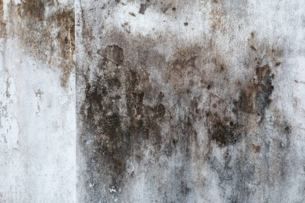 Best Airborne Mold Testing  in Baldwin, NY