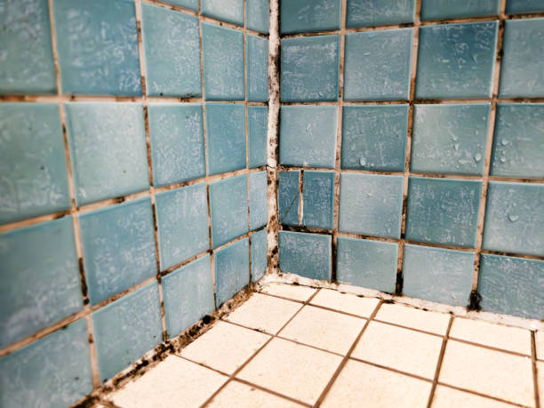 Professional Mold Removal in Baldwin, NY