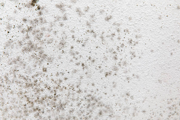 Mold Removal for HVAC Installations in Baldwin, NY