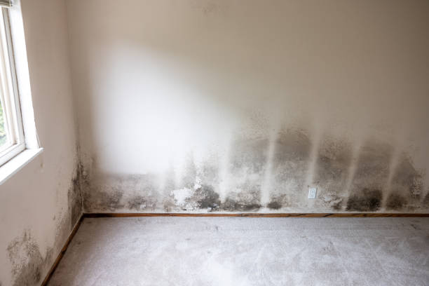 Best Residential Mold Inspection & Testing  in Baldwin, NY