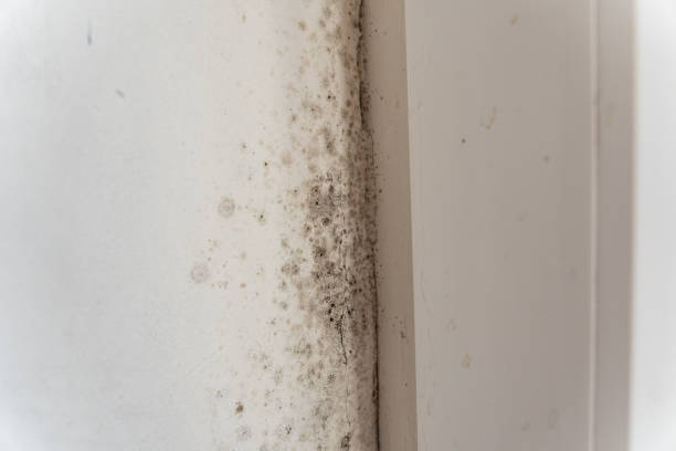 Best Basement Mold Removal  in Baldwin, NY
