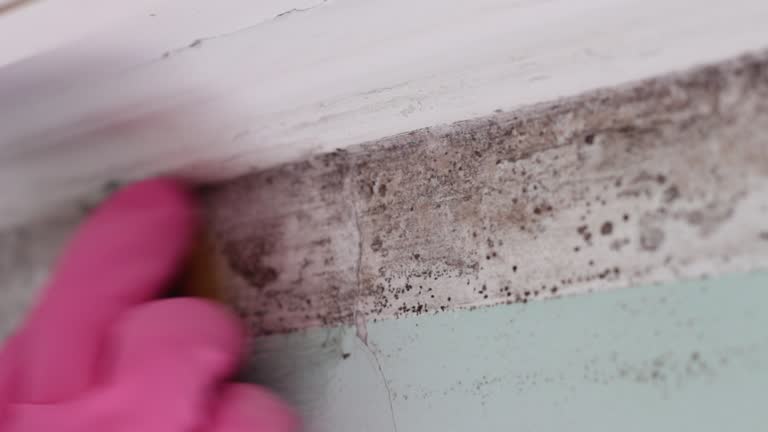 Best Attic Mold Removal  in Baldwin, NY
